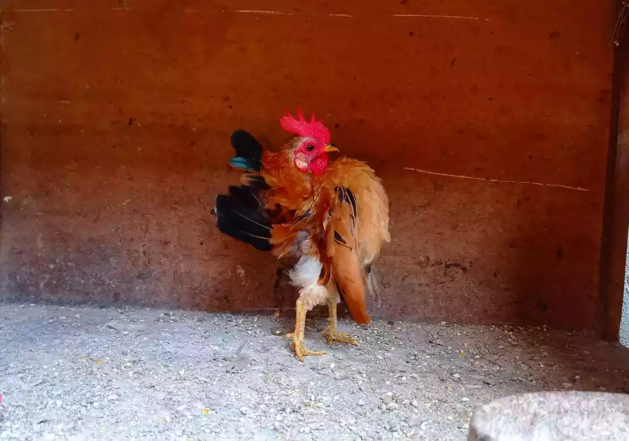 Ayam Serama