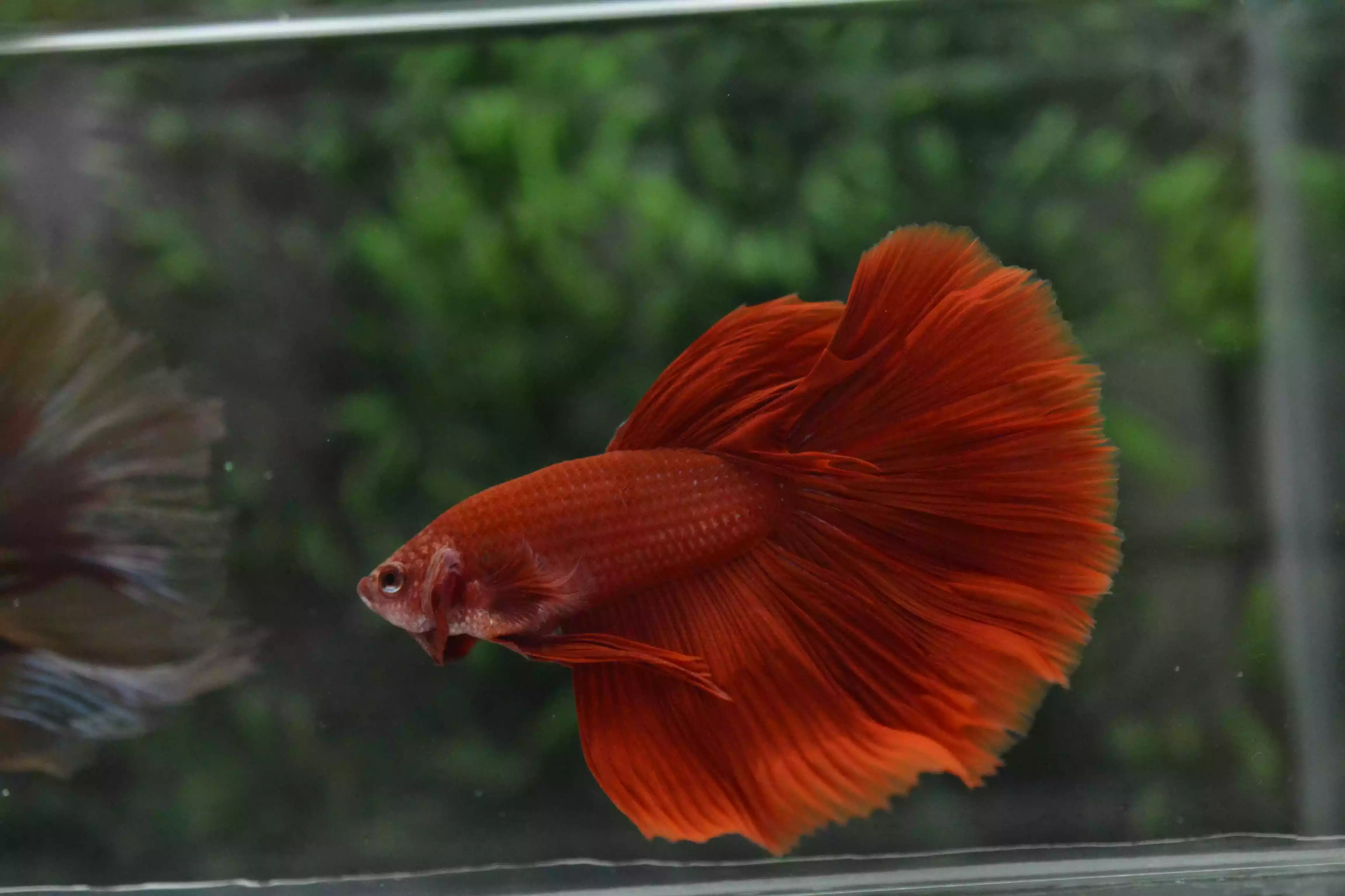 Ikan Cupang Halfmoon Red