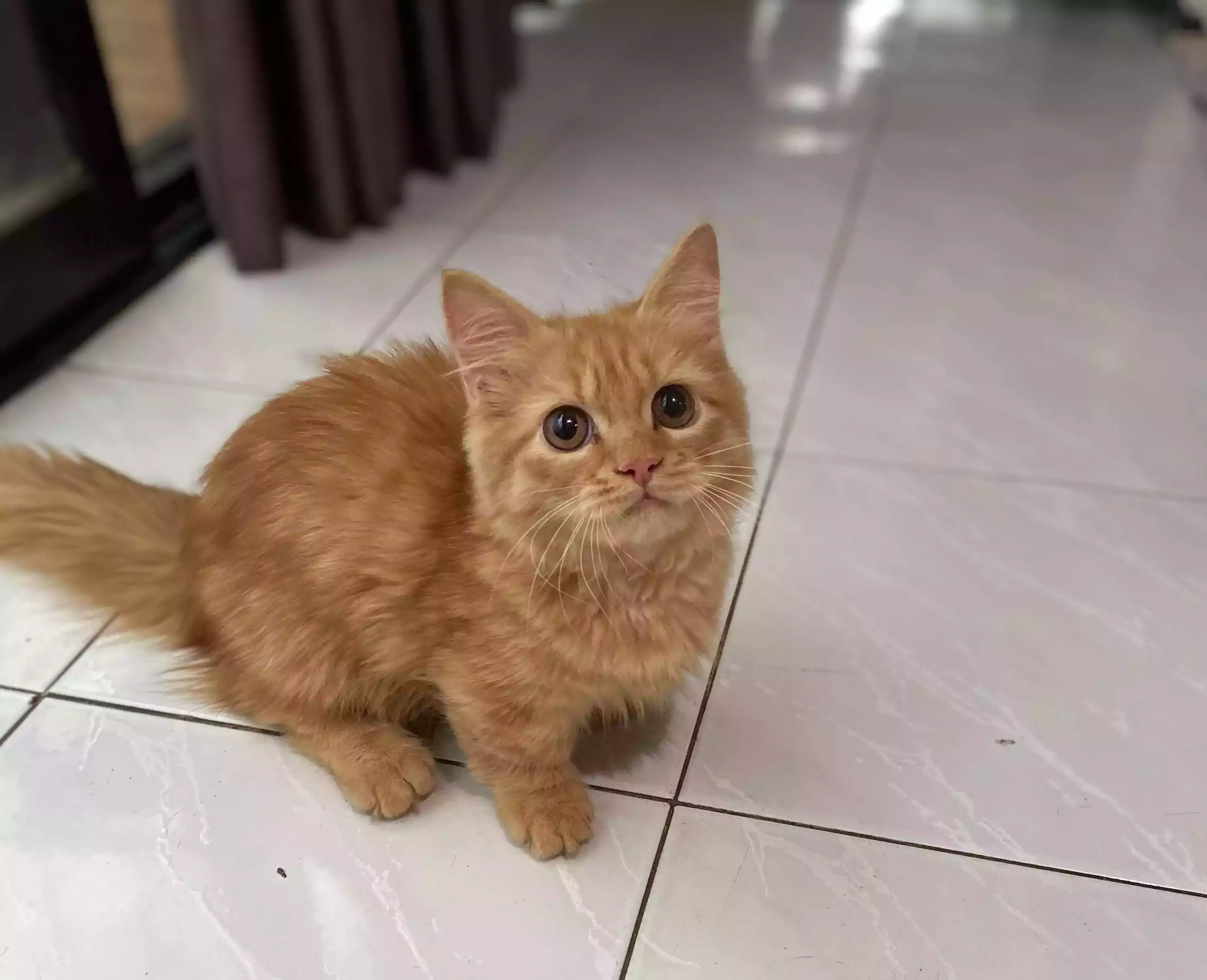 Kucing Munchkin