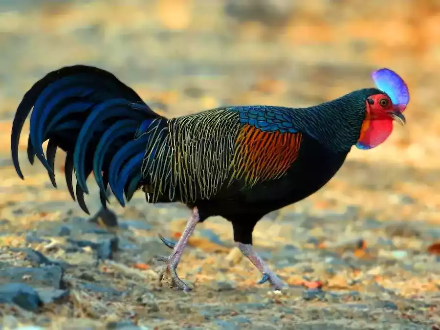 Ayam Hutan Hijau (Gallus Varius)