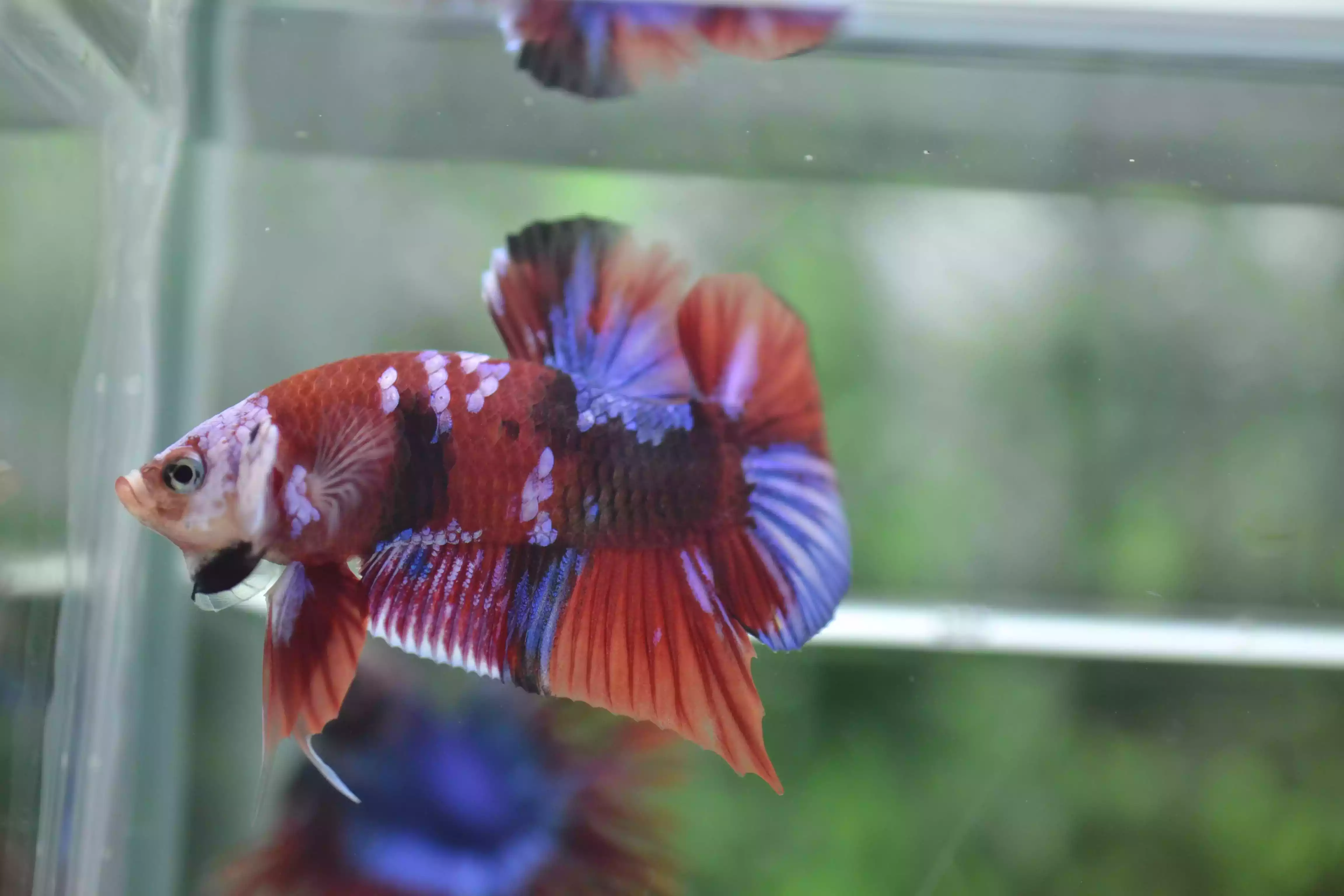 Ikan Cupang PK Koi