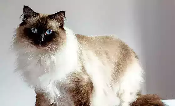 Kucing Himalaya