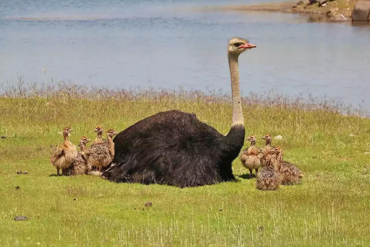 Burung Unta