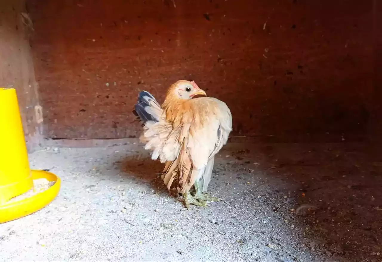 Ayam Serama