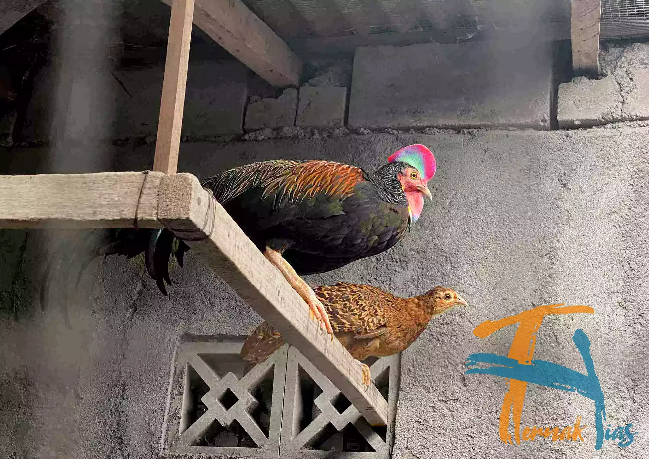 Ayam Hutan Hijau (Gallus Varius)