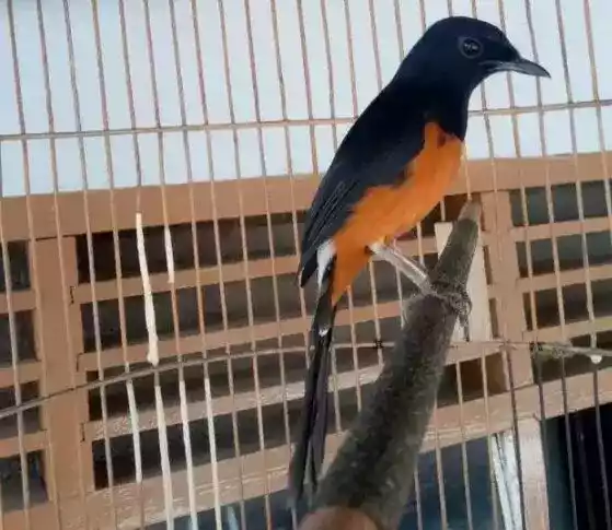 Burung Murai Batu Nias