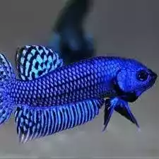 Ikan Cupang Alien Wild Betta Hybreed