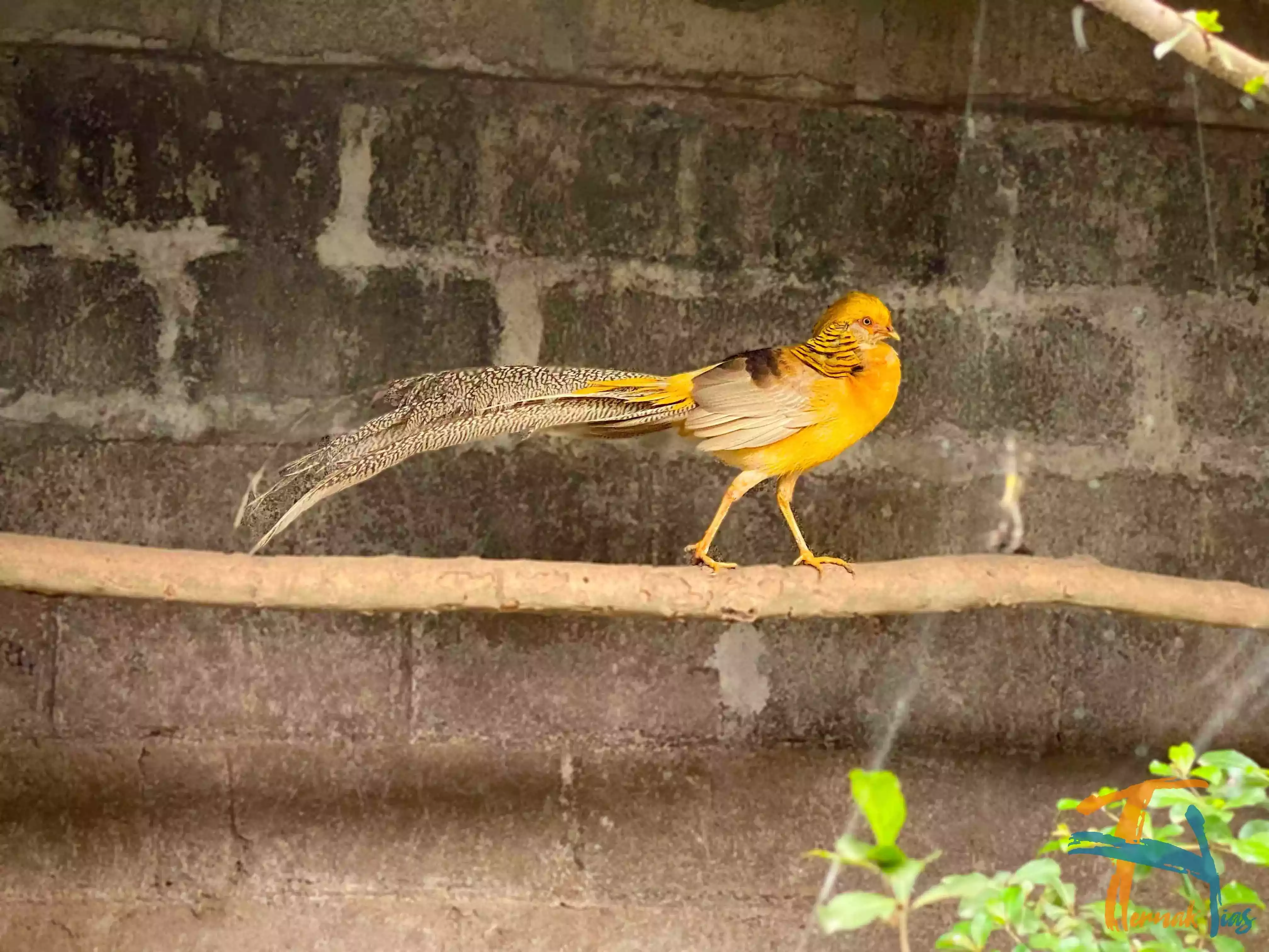 Yellow Pheasant