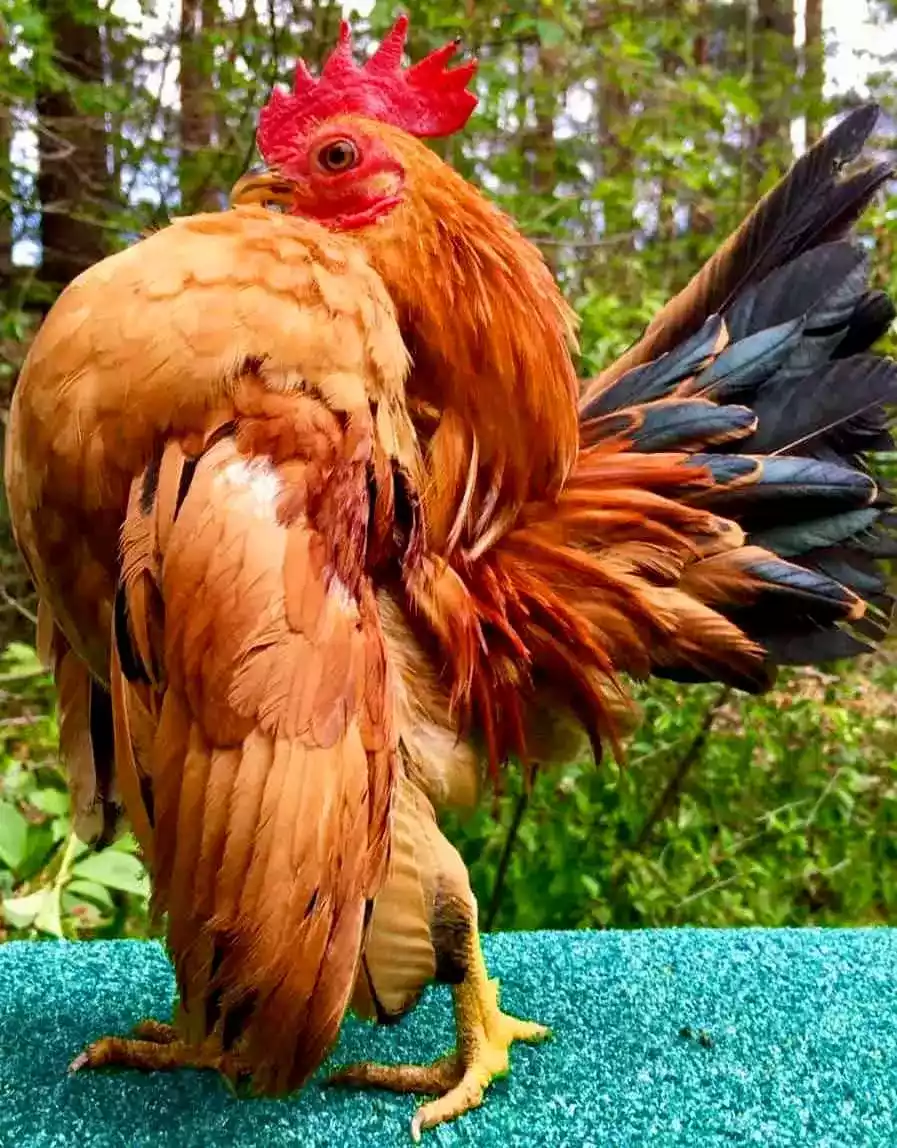 Ayam Serama