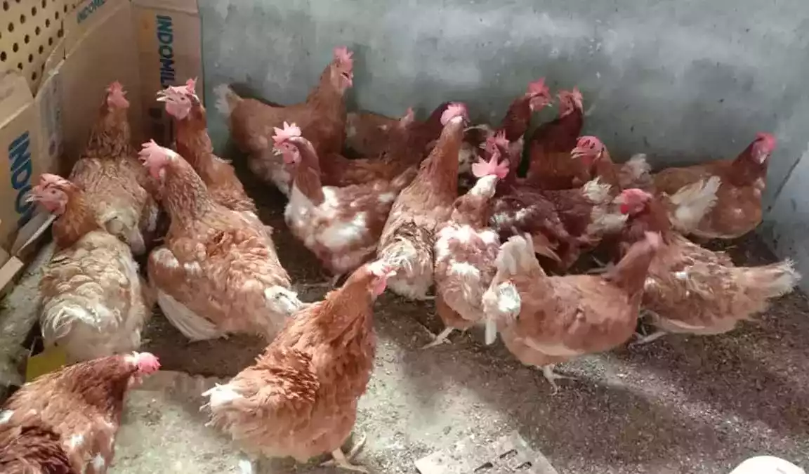 DOC Ayam Petelur
