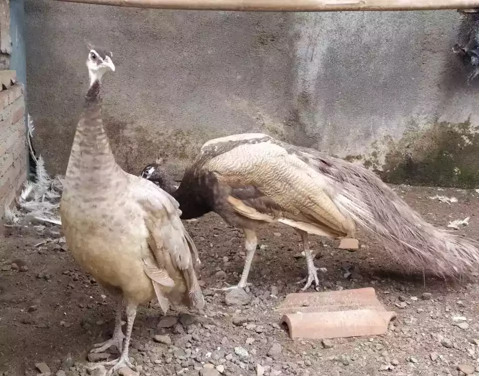Burung Merak Cameo