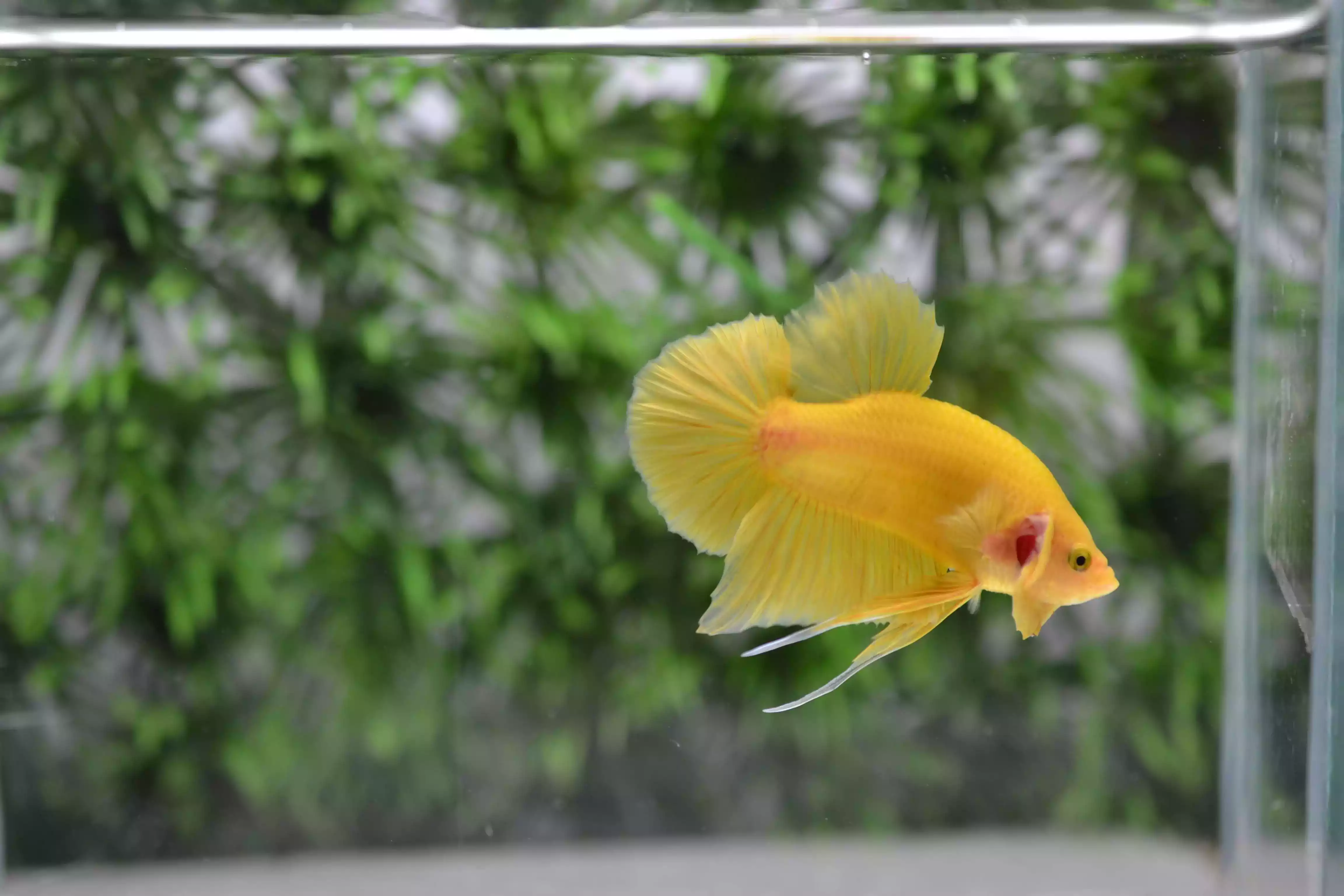 Ikan Cupang Plakat Yellow Solid