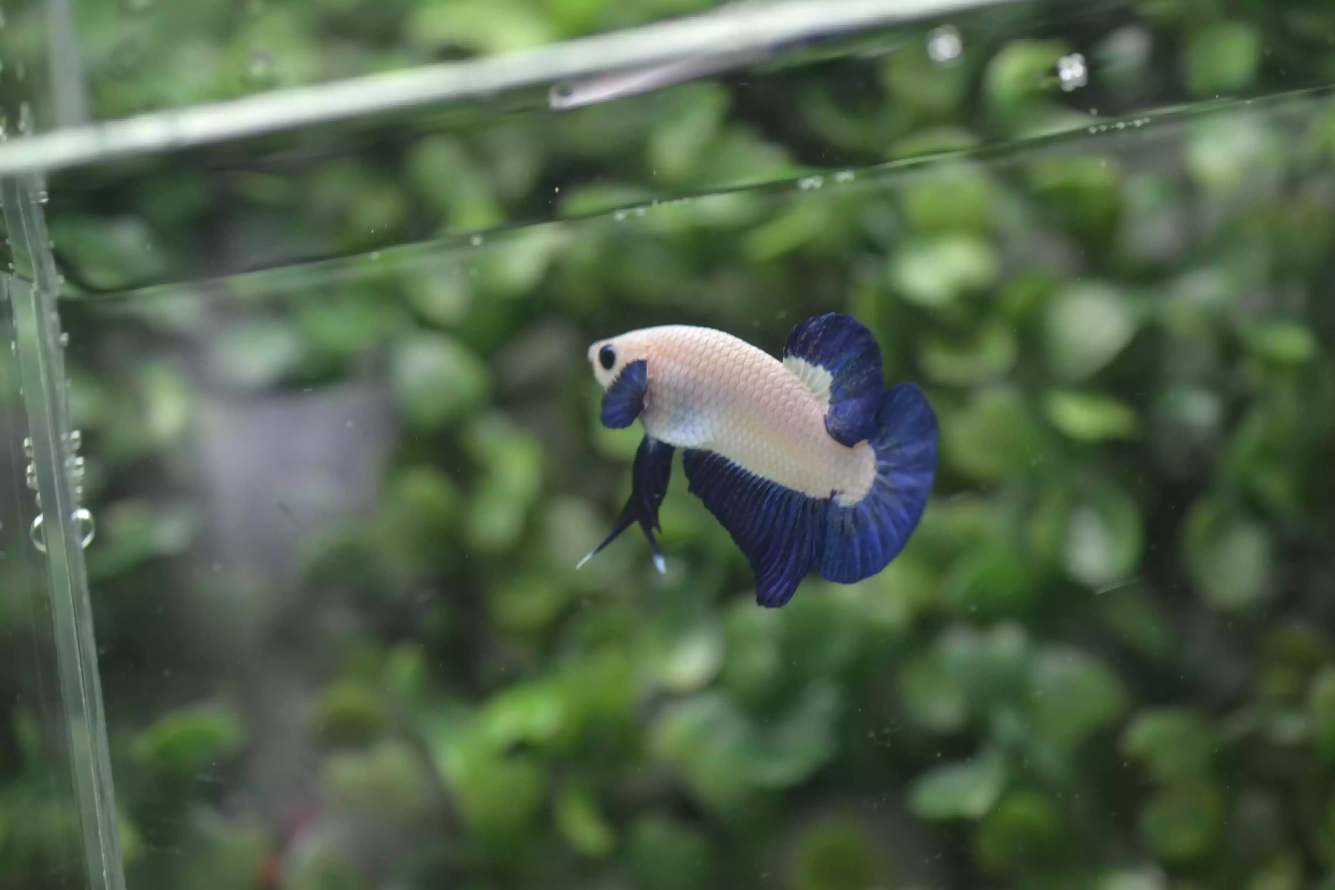 Ikan Cupang Plakat Bluerim