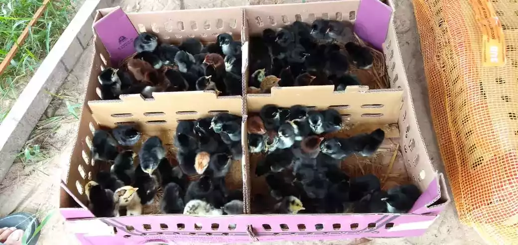Jual DOC Ayam KUB Mandiri Solusi Pemeliharaan Ayam Modern