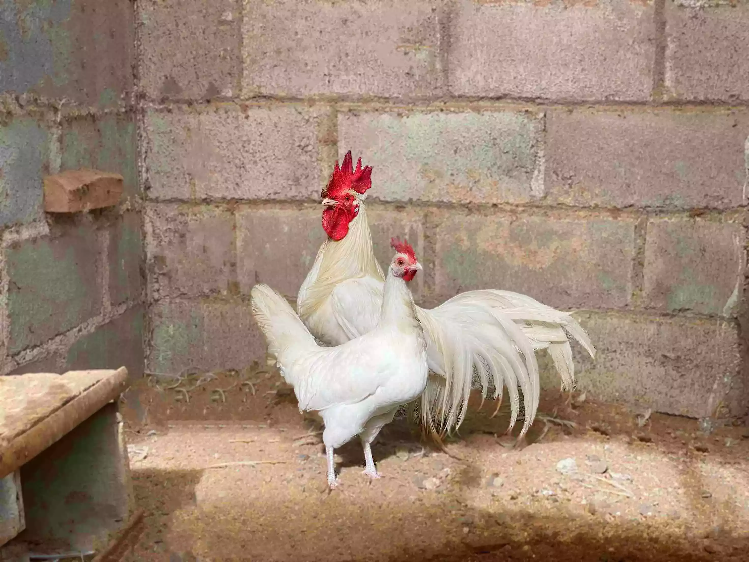 Ayam Phoenix