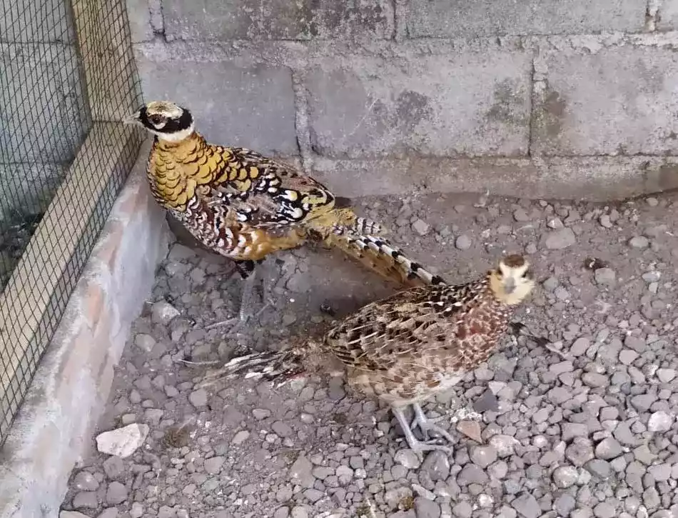 Reeves Pheasant