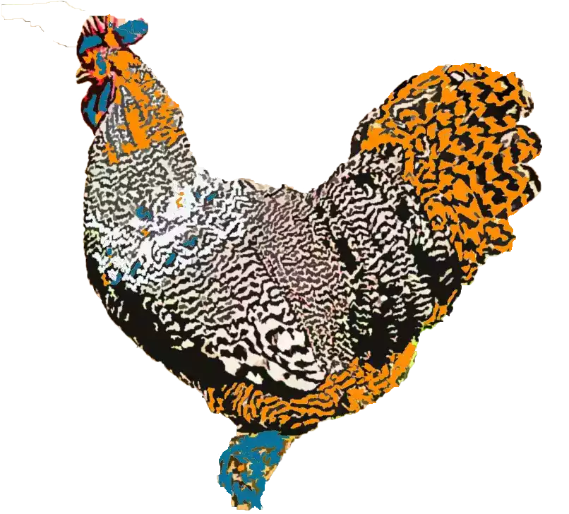 Ayam