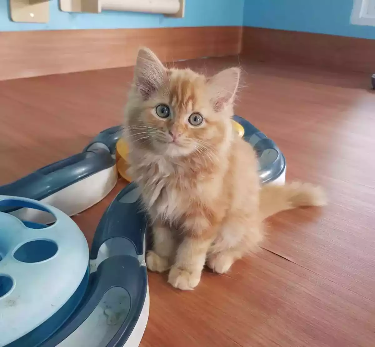 Kucing Persia Oren