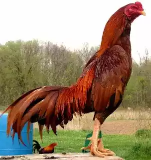 Ayam Bangkok
