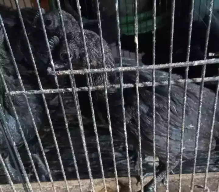 Ayam Cemani Lidah Hitam