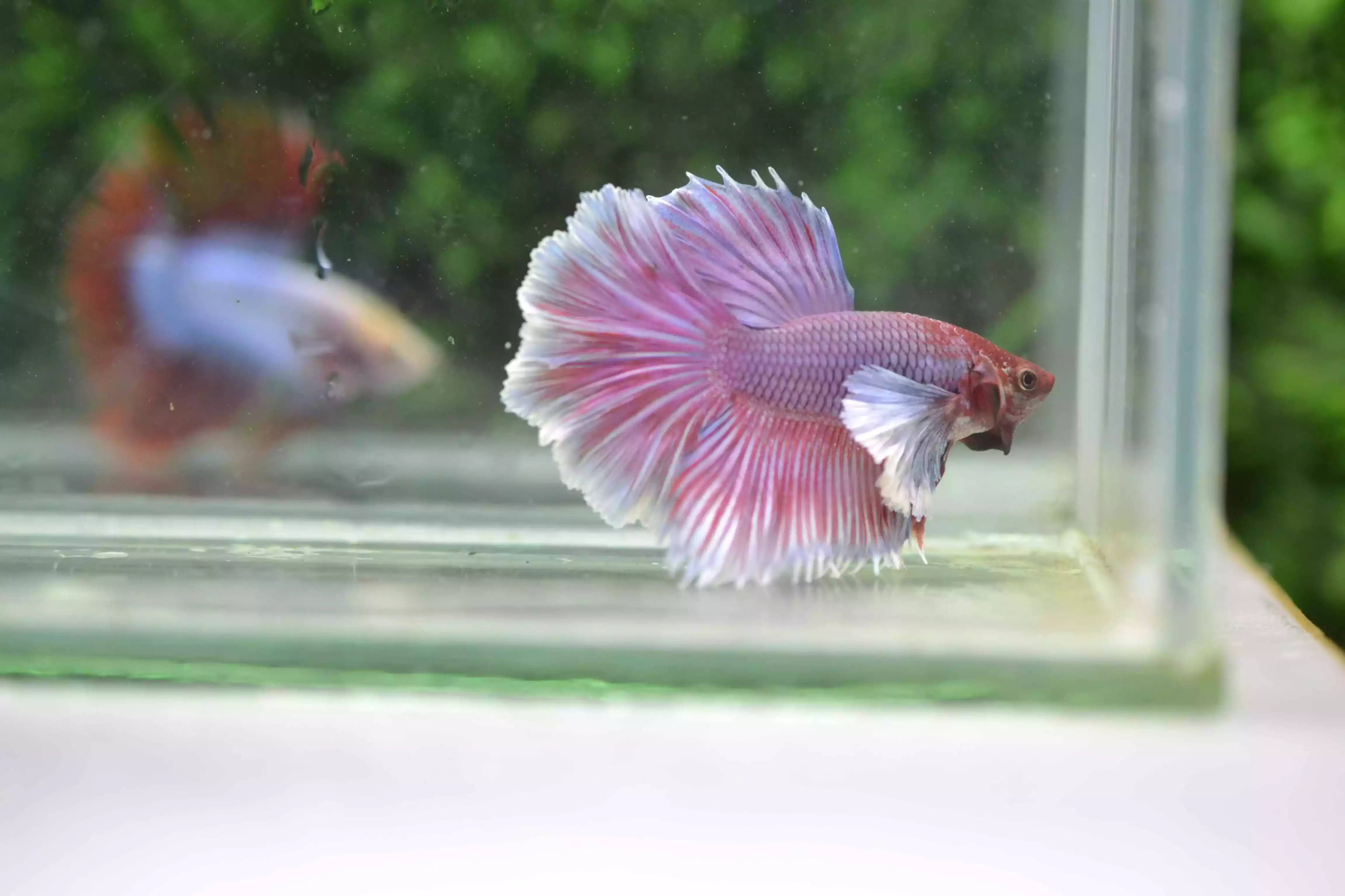 Ikan Cupang Halfmoon