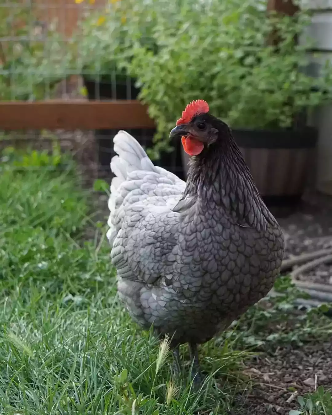 Ayam Australorp