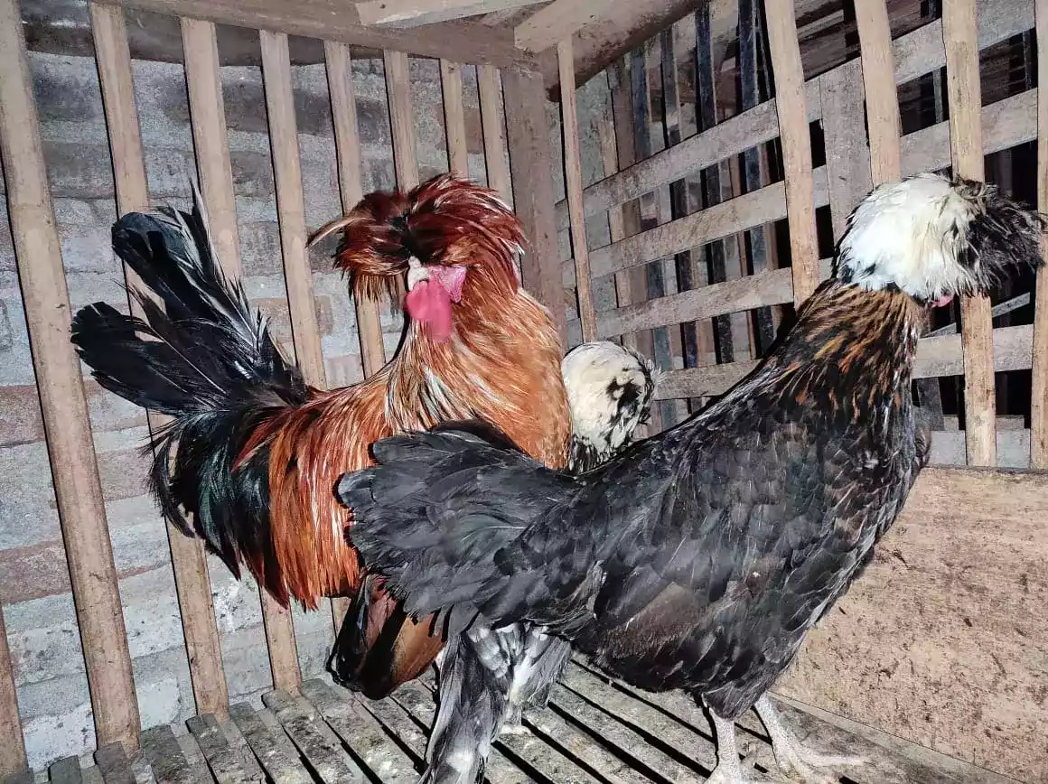 Ayam Poland