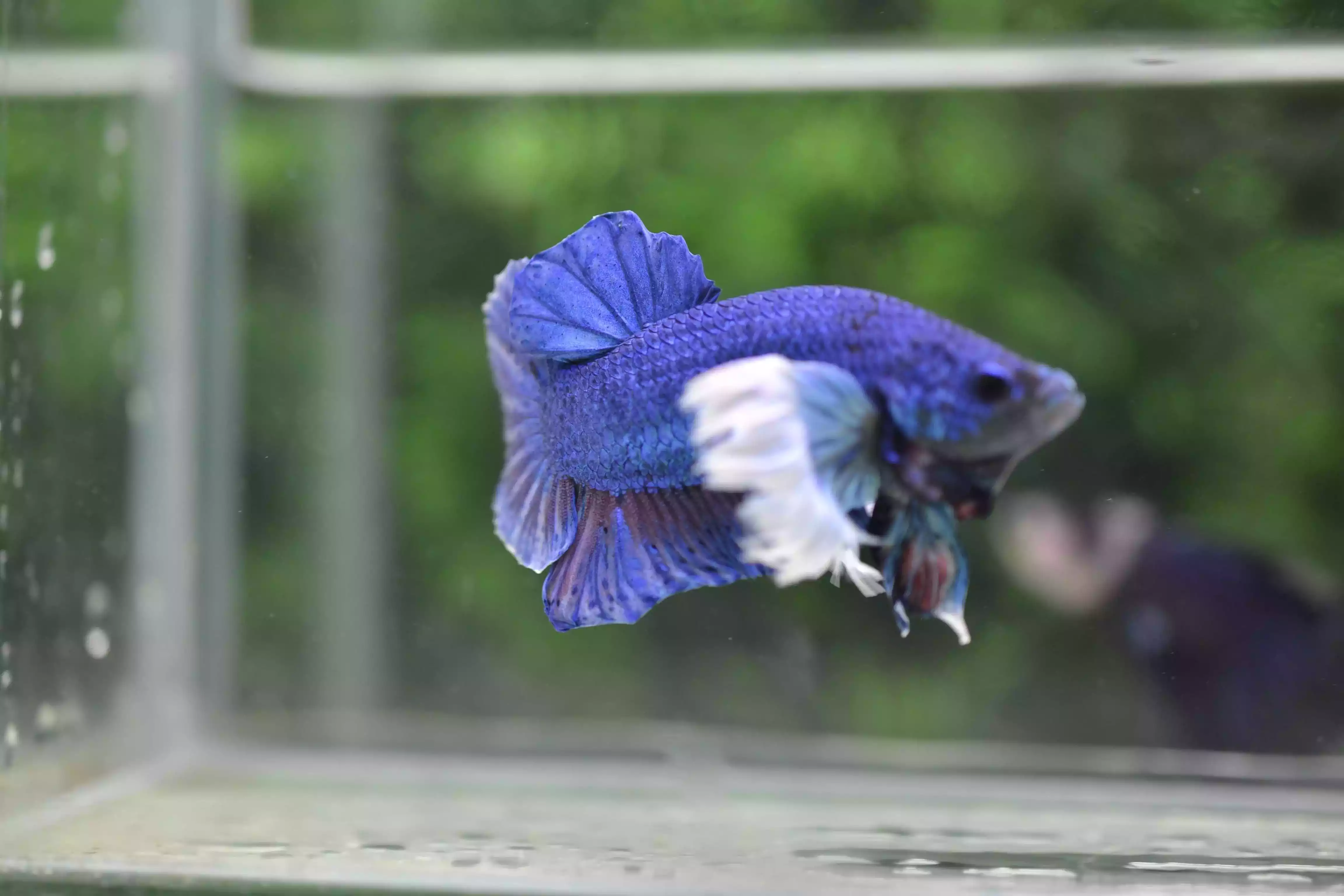 Ikan Cupang Dumbo Ear Blue
