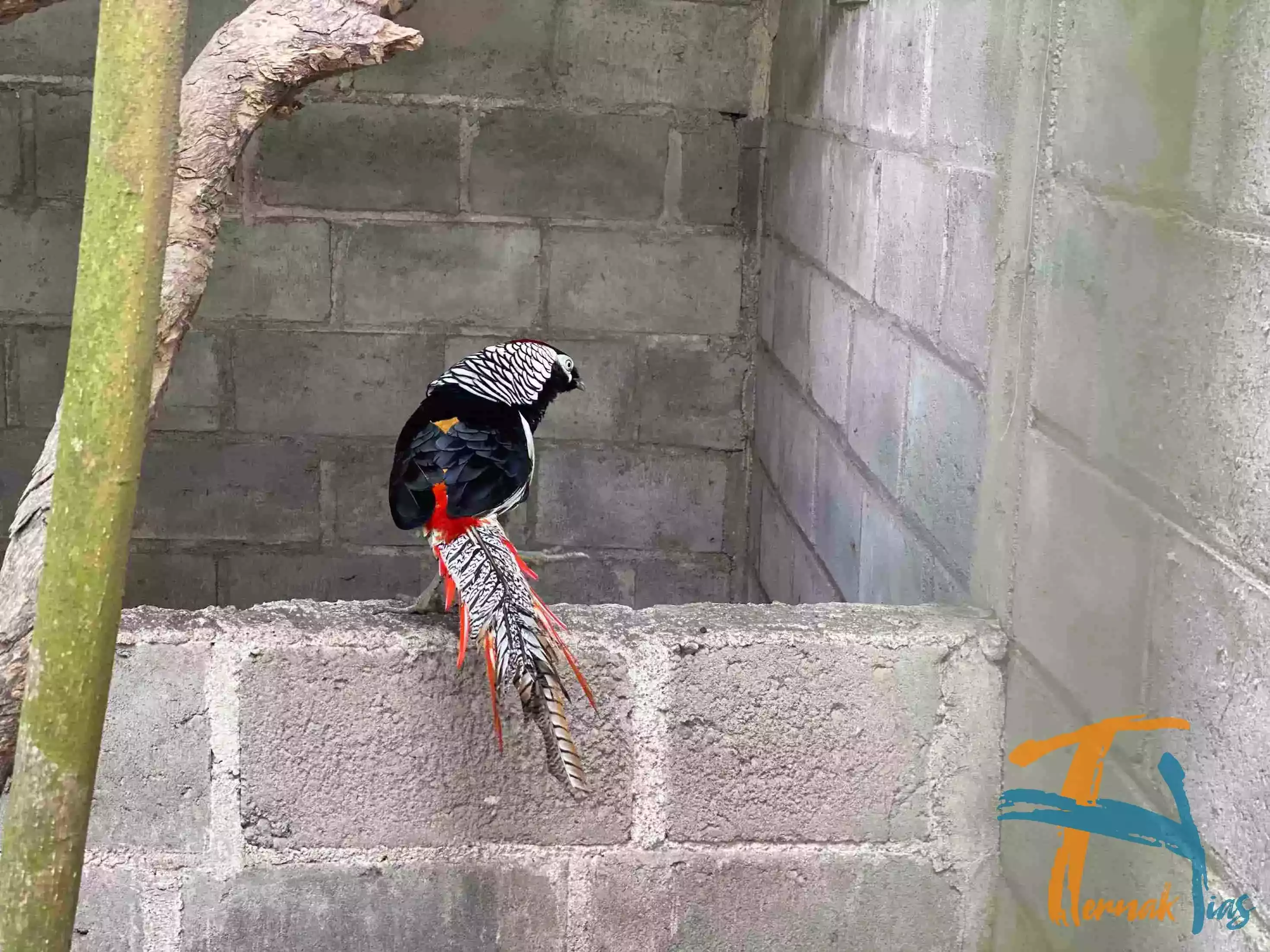 Lady Amherst's Pheasant