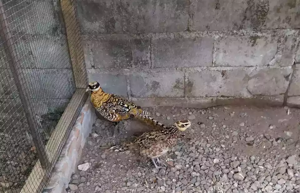 Reeves Pheasant