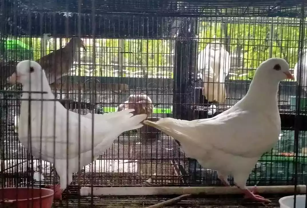 Burung Merpati Jerman GBH