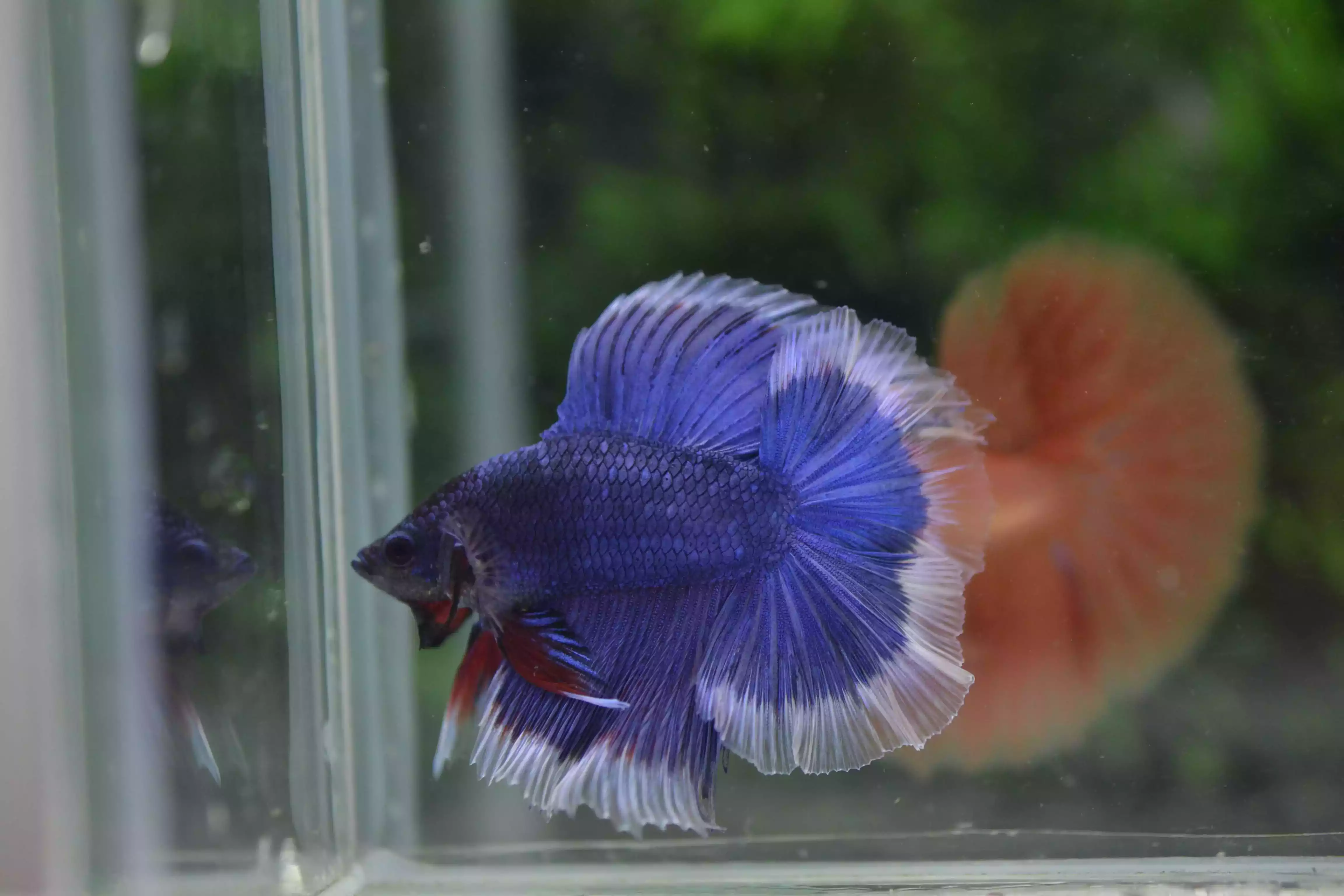 Ikan Cupang Halfmoon Double Tail