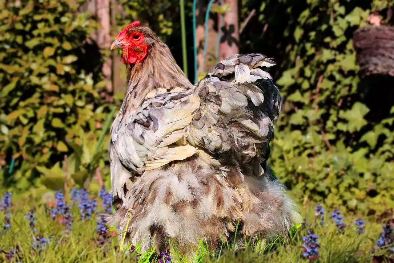 Ayam Orpington