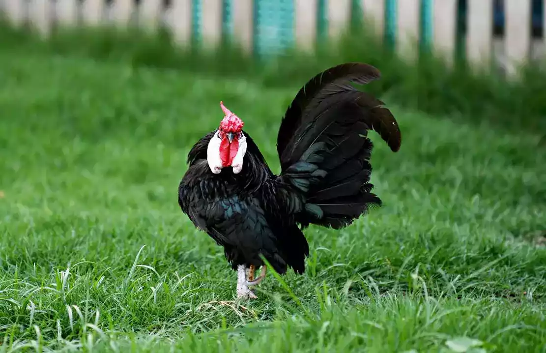 Ayam Rosecomb
