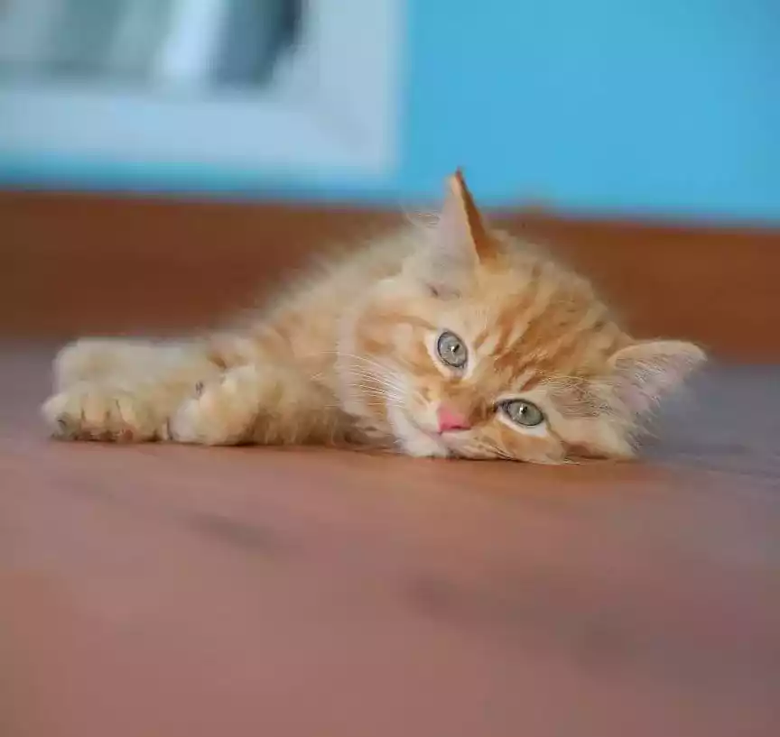 Kucing Persia Oren
