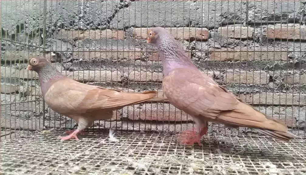 Burung Merpati Wina
