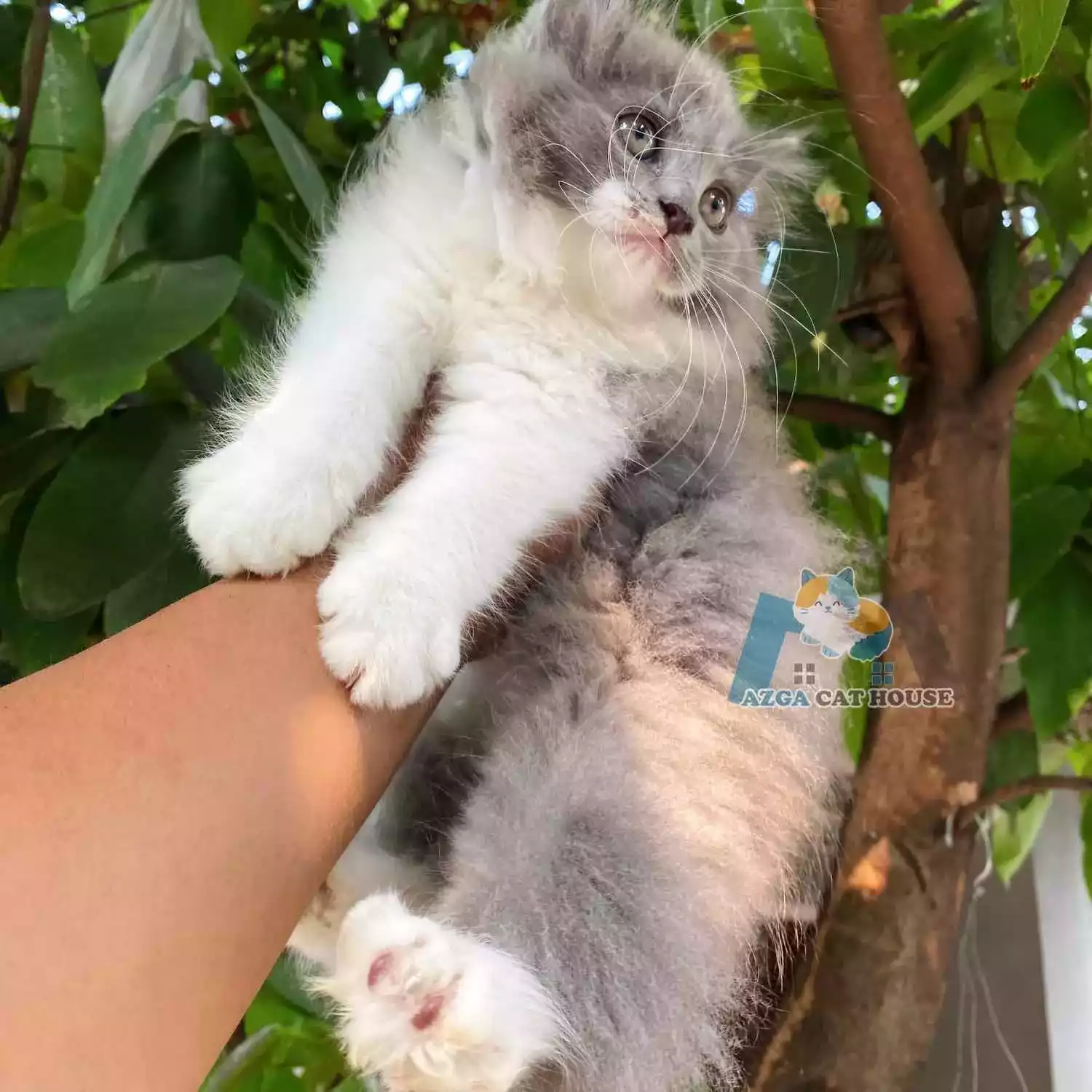 Kucing Persia Abu Abu Putih