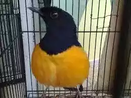 Burung Murai Batu Borneo