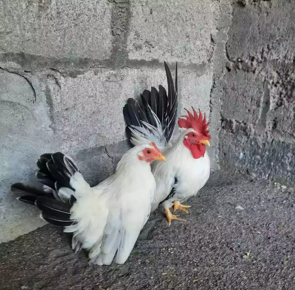 Ayam Kate
