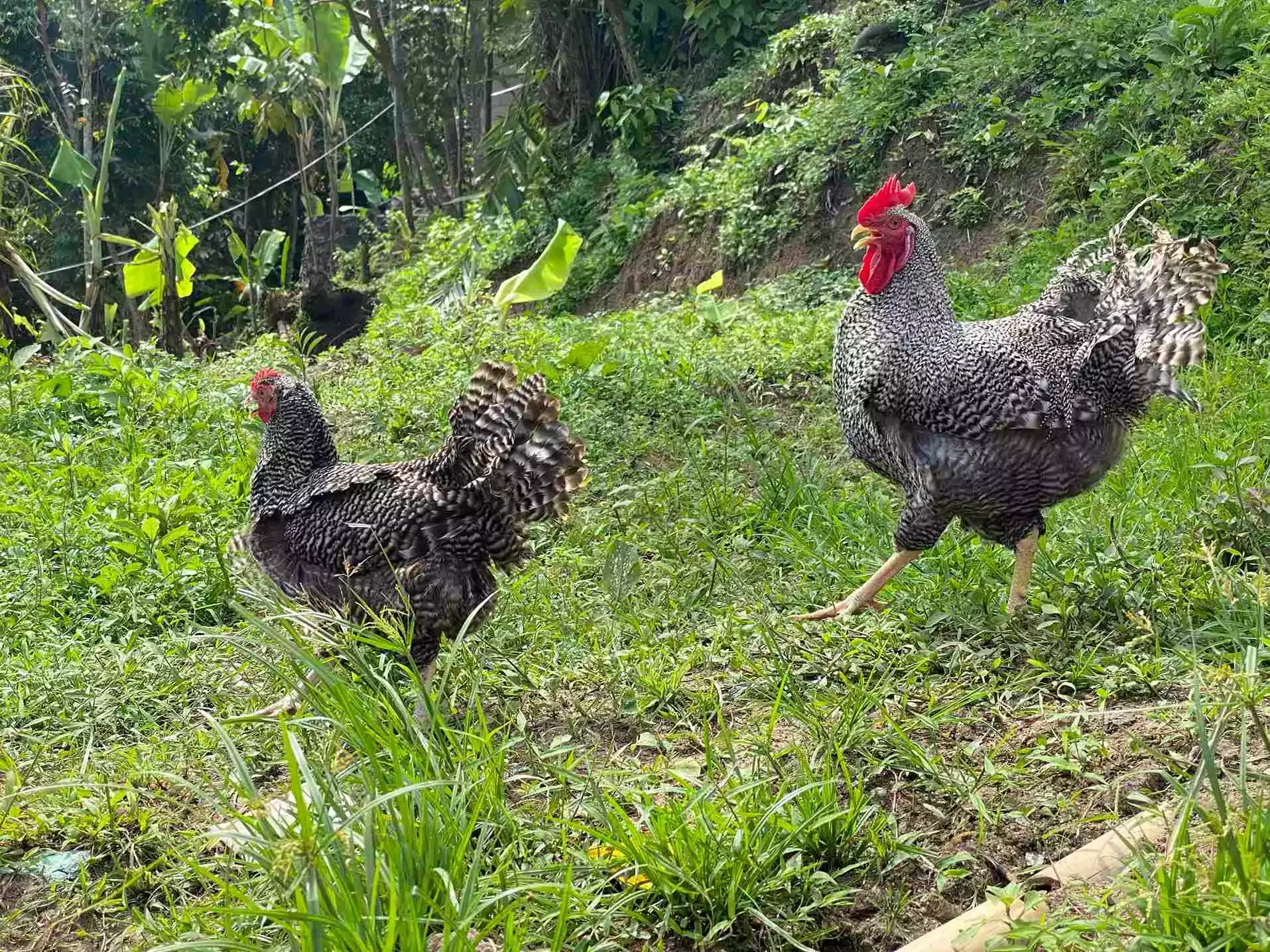 Ayam Plymouth Rock
