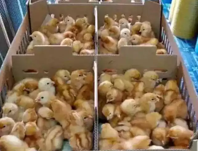 Jual DOC Ayam Petelur Merah Pemeliharaan dan Manfaatnya