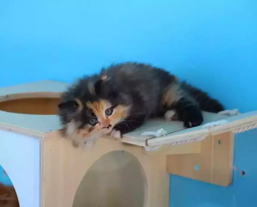 Kucing Persia Calico