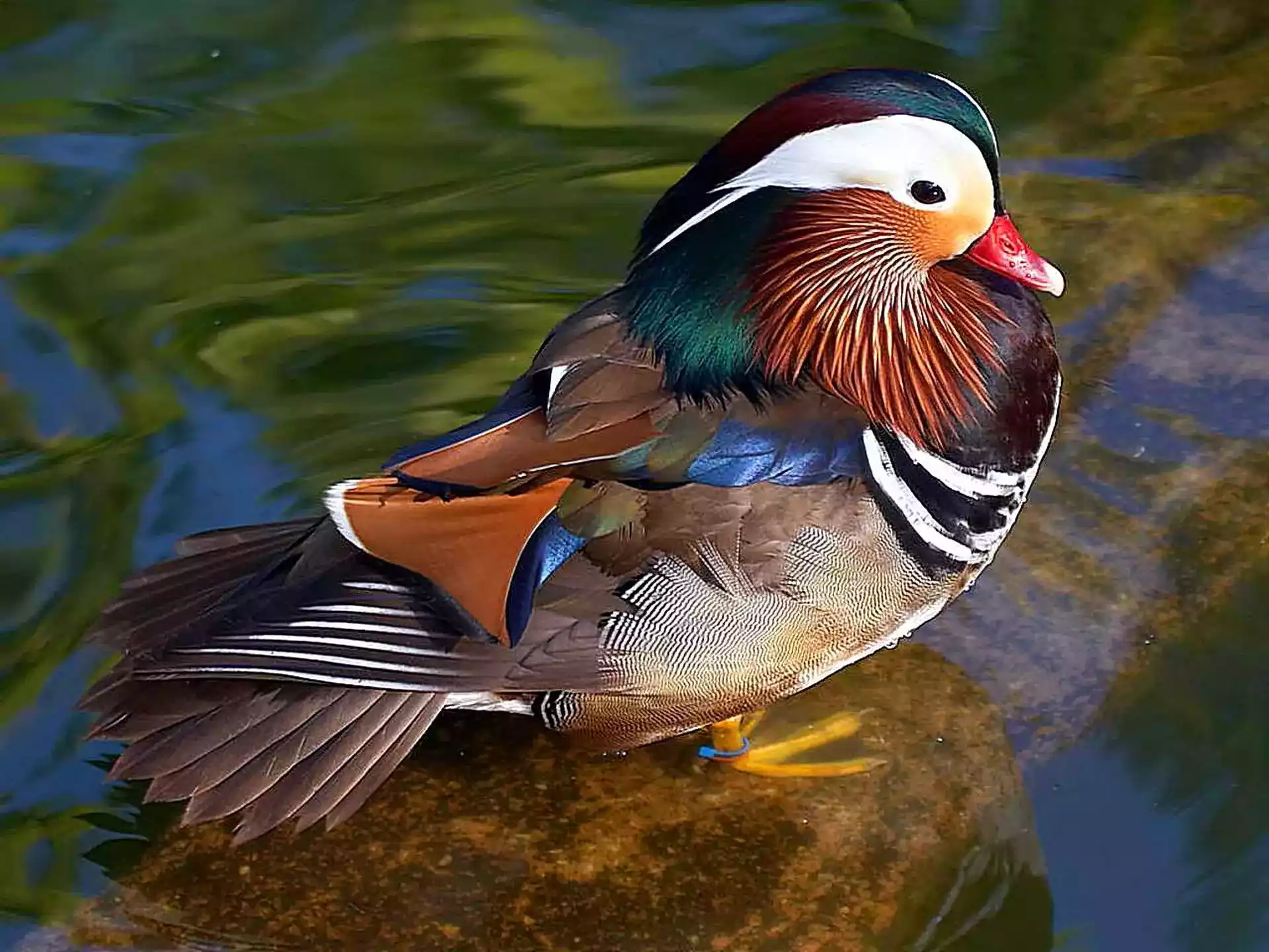 Bebek