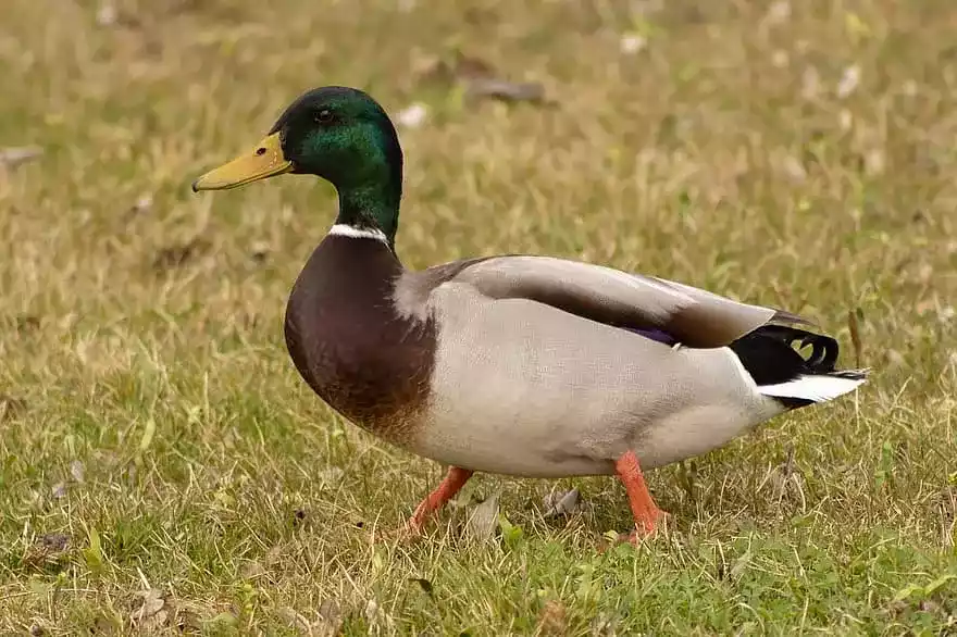Bebek Mallard