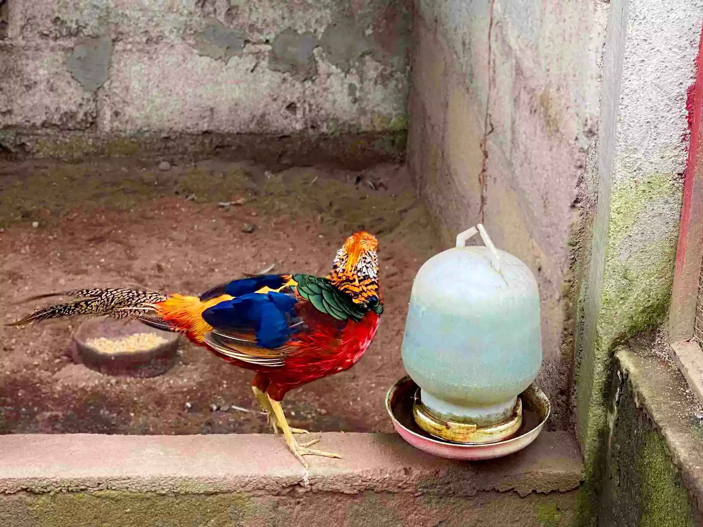 Ayam Golden Pheasant