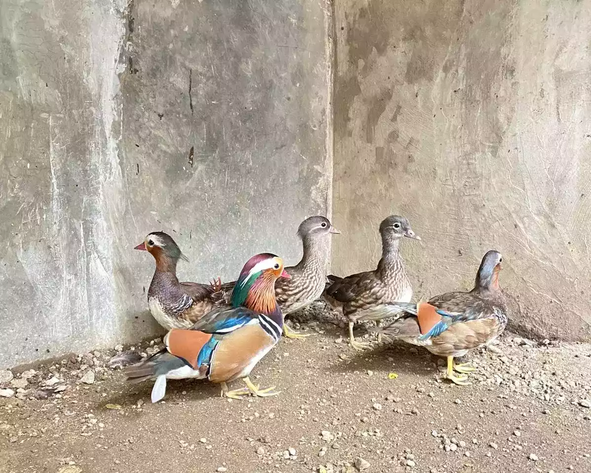 Bebek Mandarin