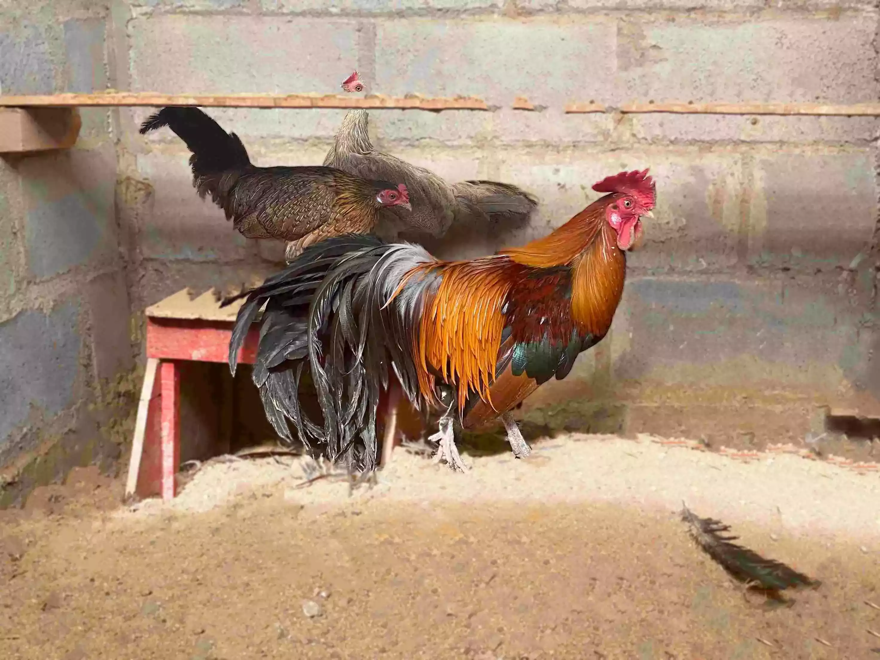 Ayam Onagadori