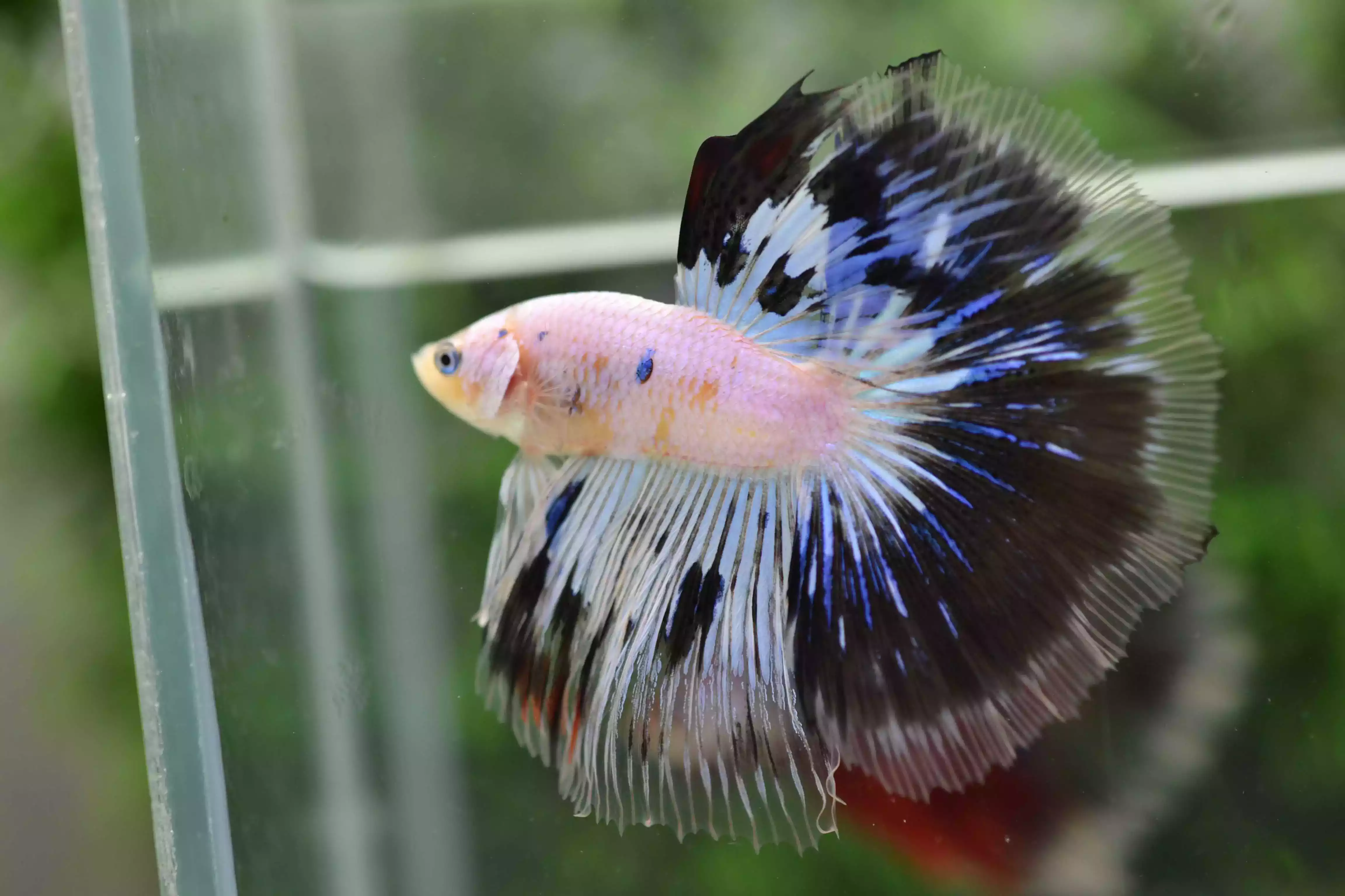 Ikan Cupang Halfmoon Marble