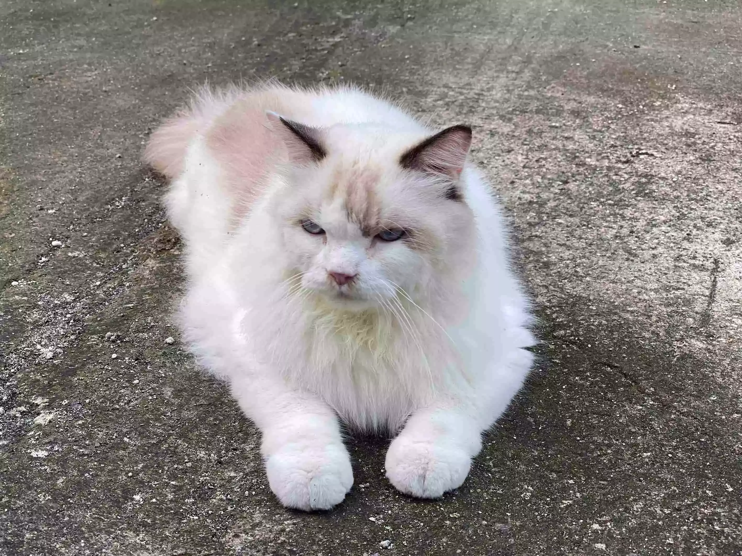 Kucing Ragdoll