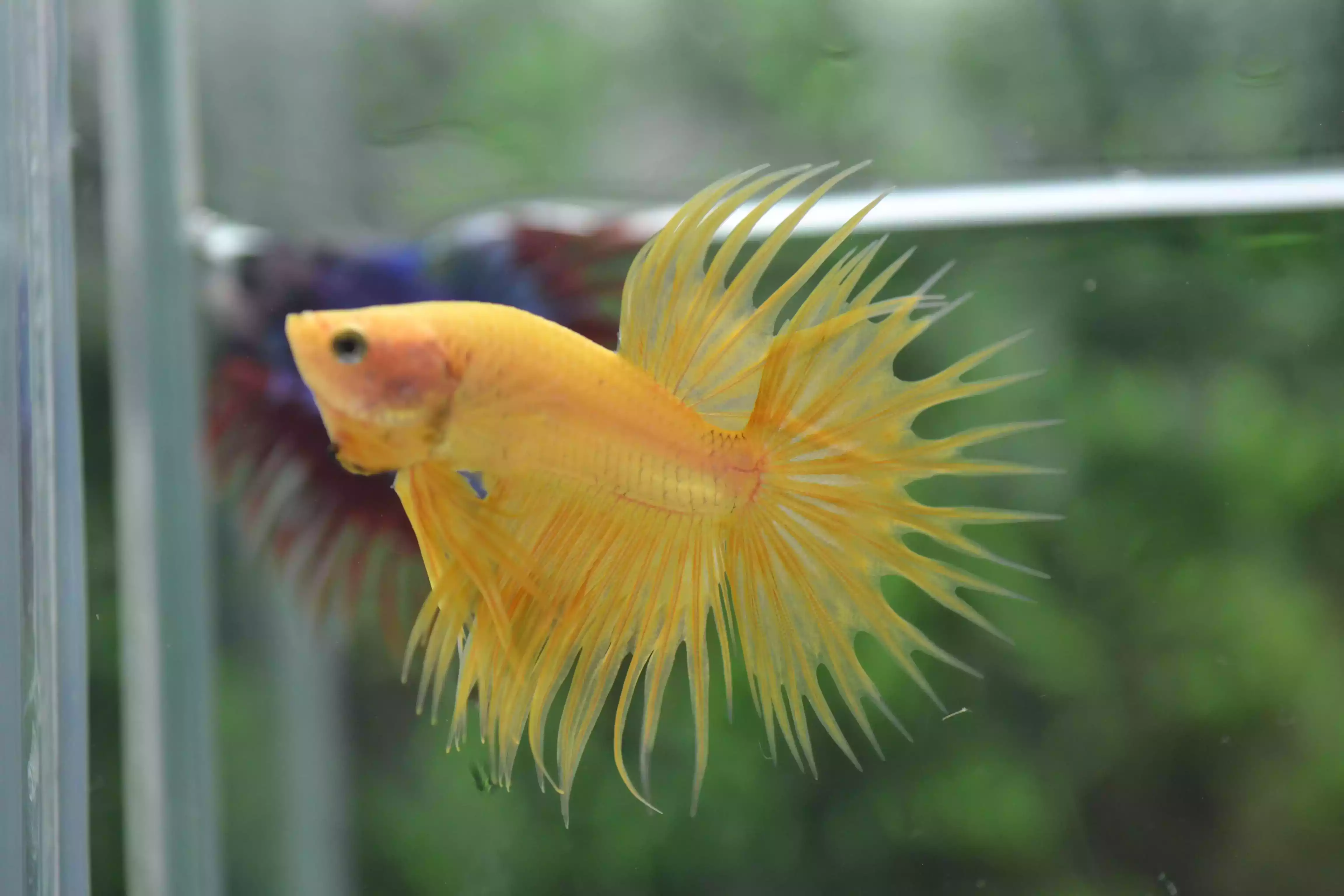 Ikan Cupang Crowntail Yellow